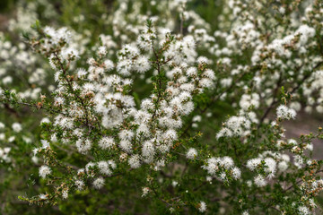 white flowers in the garden