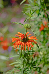 Leonotis nepetifolia (also known as klip dagga, Christmas candlestick, or lion's ear) selectiv focus. Orange tubular velvety flower in tiered whorls. It has a narcotic effect (used for smoking).