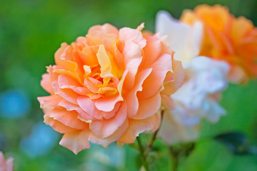 Orange rose with delicate shades in garden close-up. Rose with a beautiful wavy shape of petals of orange-salmon color. There are other roses in the background.