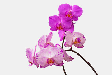 Plakat Orchids of different colors isolated on white background with clipping path. Two branches of orchids: purple and purple stripes.