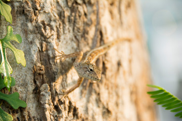 Chameleon on the Tree