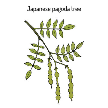 Japanese pagoda tree Styphnolobium japonicum , or Sophora, medicinal plant