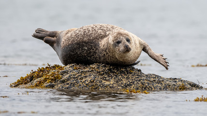 Seal on a rock