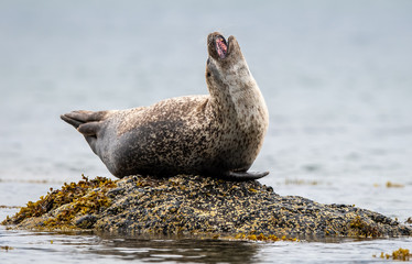 Naklejka premium Seal with a big yawn