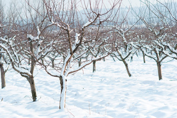 Orchard, winter