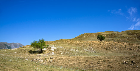 Green trees on scorched hill