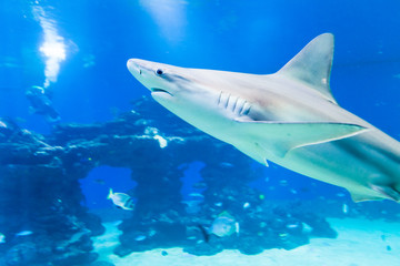 Fototapeta premium Nice view of big shark