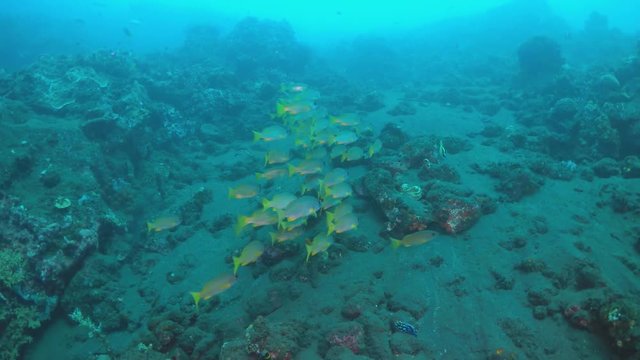 scube diver take pictures liberty wreck tulamben indonesia bali 