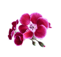 Fototapeta premium Geranium flowers on white background. Watercolor.