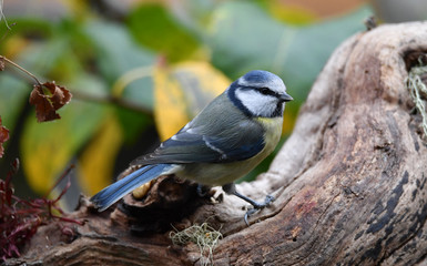 Blaumeise auf Ast