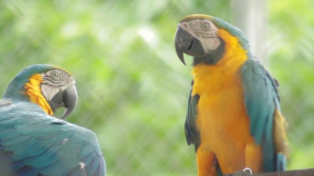 blue and yellow macaw ara ararauna,m in the midlle of Amazon Rain Forest