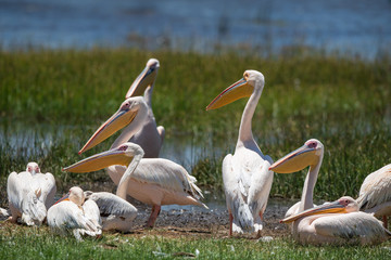 many pelicans sit together