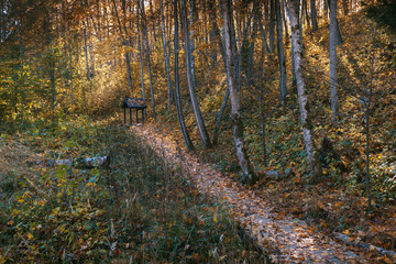 Yellow leaves fall to the in the autumn