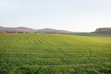Fototapeta na wymiar Green field in the morning