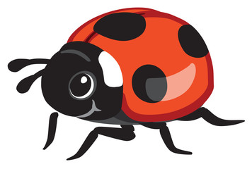 cartoon ladybird or ladybug . Isolated vector illustration 