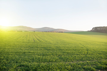Obraz premium Green field and sky with morning glow. Mountain at the back