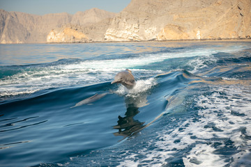 dolphins in oman © Dima