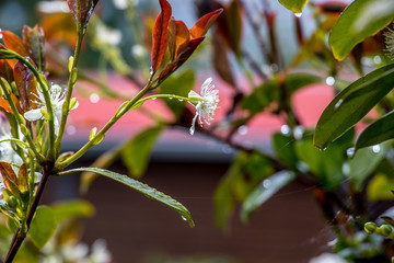 Fleurs Cerise du Brésil
Cerise du Brésil à l'ile de la Réunion