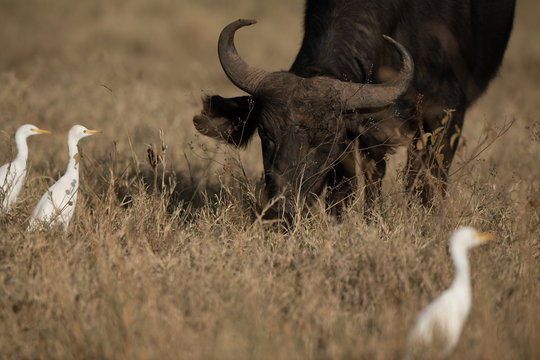 Water Buffalo And Egret 