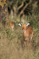 Naklejka na ściany i meble impalas in the bush