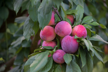 Fresh plums growing on a plum tree