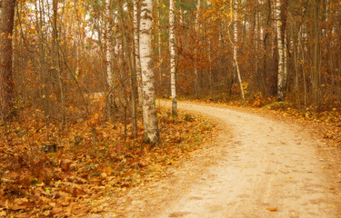 autumn in the forest