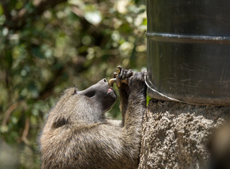 Obraz premium baboon drink water tap