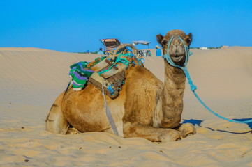 Dromedary Camel in sahara desert, Tunisia, Africa