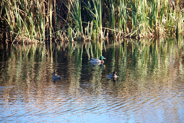 Des canards dans les roseaux 