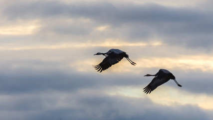 Cranes in flight among the clouds at dawn