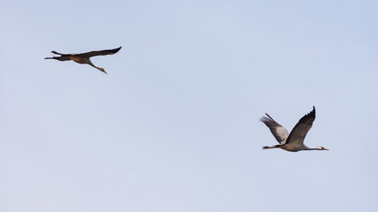 Cranes in flight among the clouds at dawn