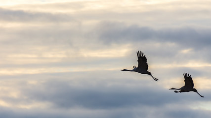 Cranes in flight among the clouds at dawn