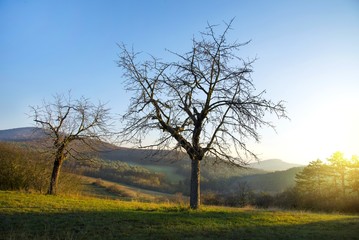 Fototapeta na wymiar Leafless tree in the meadow with mountain and morning glow