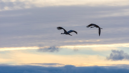 Cranes in flight among the clouds at dawn