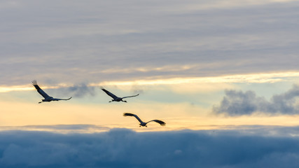 Cranes in flight among the clouds at dawn
