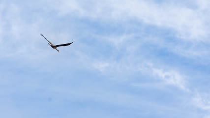 Cranes in flight among the clouds at dawn