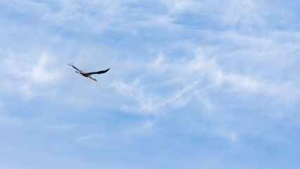 Cranes in flight among the clouds at dawn