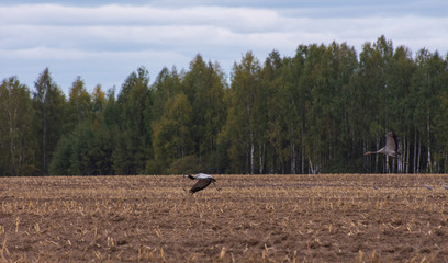 Cranes in flight among the clouds at dawn