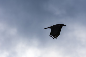 The silhouette of a crow on a background of clouds in flight