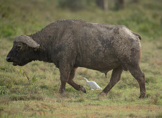 water buffalo and egret 
