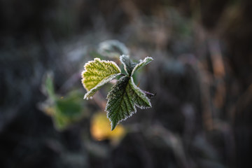 Plants in frost