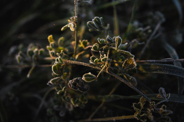 Plants in frost