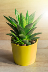 close up of aloe vera plant in yellow ceramic pot, houseplant, domestic gardening.