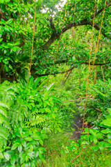 Tropical jungle in Basse-Terre, west of Guadeloupe