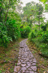 Tropical jungle in Basse-Terre, west of Guadeloupe