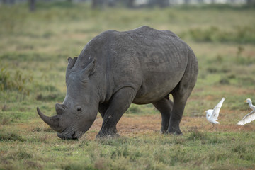 Fototapeta premium nosorożec biały i małe ptaki
