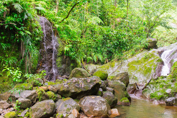 Naklejka na ściany i meble Tropical jungle in Basse-Terre, west of Guadeloupe