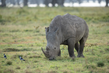 Obraz premium nosorożec biały i ptaki