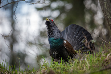 Tetrao urogallus or Eurasian Capercaillie or Western Capercaillie male in mating season.