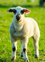Fototapeta premium Lamb in Ireland